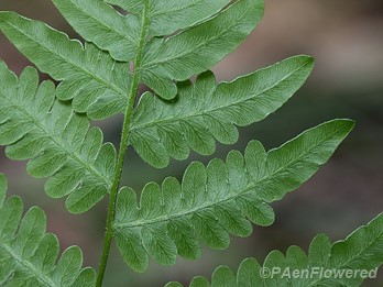 Veining on underside of pinnae